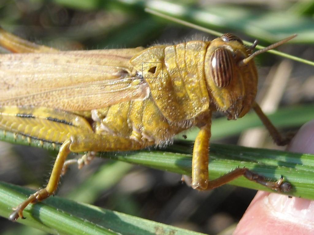 questo foro: Anacridium aegyptium