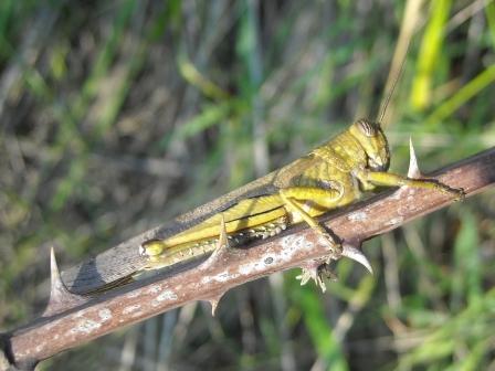 questo foro: Anacridium aegyptium