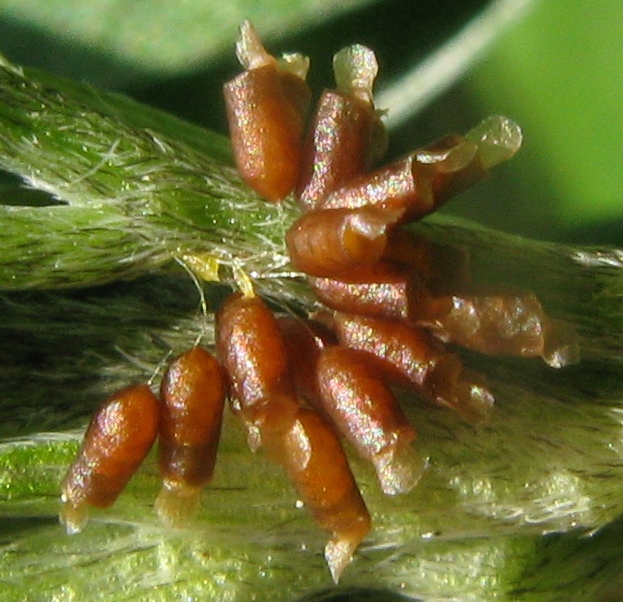 chrysomelidae ? parassitato ? Labidostomis taxicornis