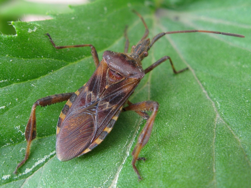 Coreidae: Leptoglossus occidentalis della Campania