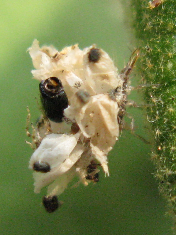 robivecchi sp ! larve di Dichochrysa