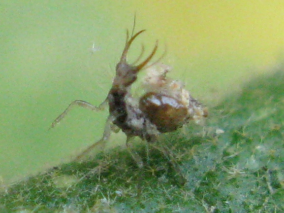 robivecchi sp ! larve di Dichochrysa