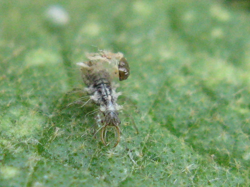 robivecchi sp ! larve di Dichochrysa