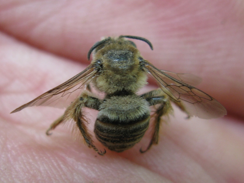 Altra anthophora.?.scavatrice ? Forse Halictus