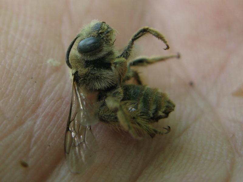 Altra anthophora.?.scavatrice ? Forse Halictus