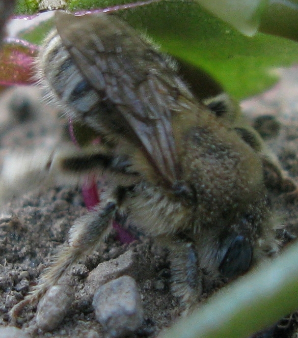 Altra anthophora.?.scavatrice ? Forse Halictus