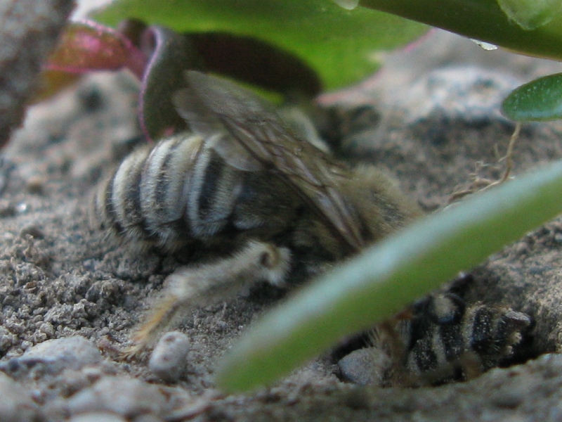 Altra anthophora.?.scavatrice ? Forse Halictus