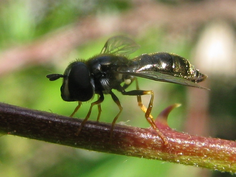 Paragus sp. ♀ (Syrphidae)