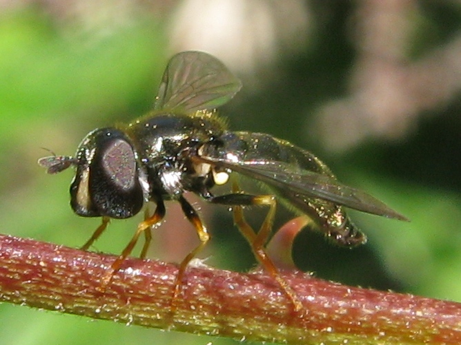 Paragus sp. ♀ (Syrphidae)