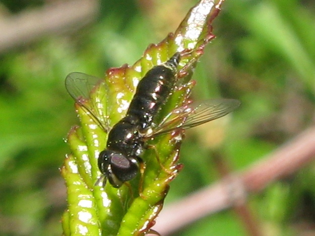 Paragus sp. ♀ (Syrphidae)