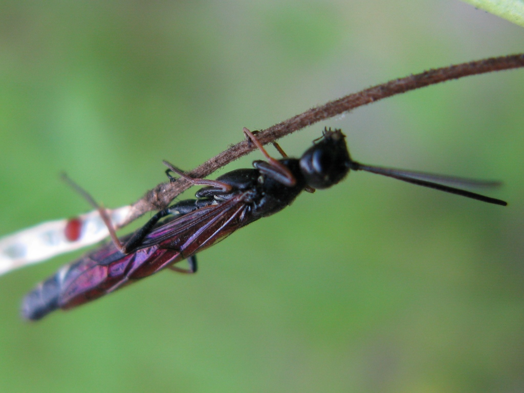 magrolino: Cephidae