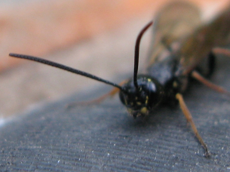 magrolino: Cephidae