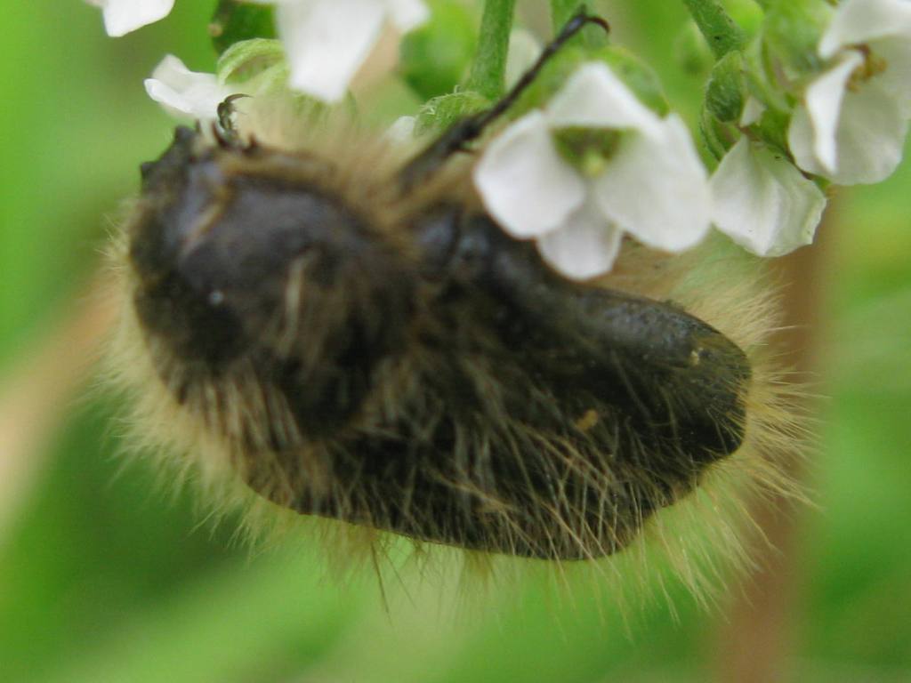 identificazione Tropinota