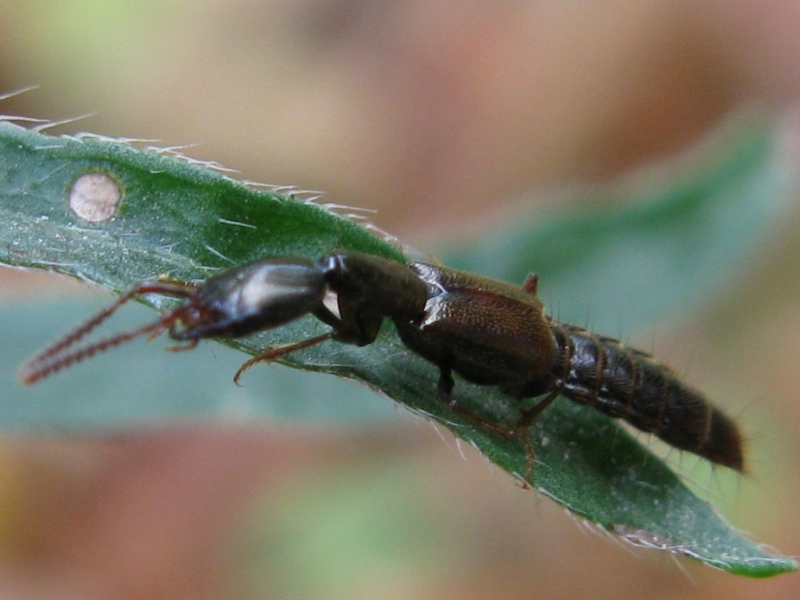 Staphylinidae: Othius cf puntulatus