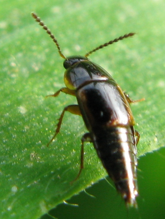 Stafilinide: Tachinus cf. laticollis