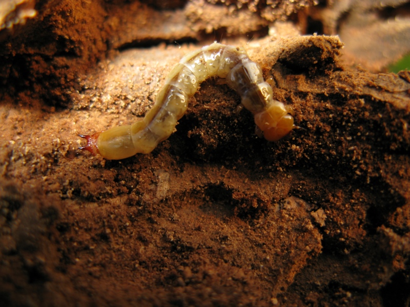 larva di Pyrochroa