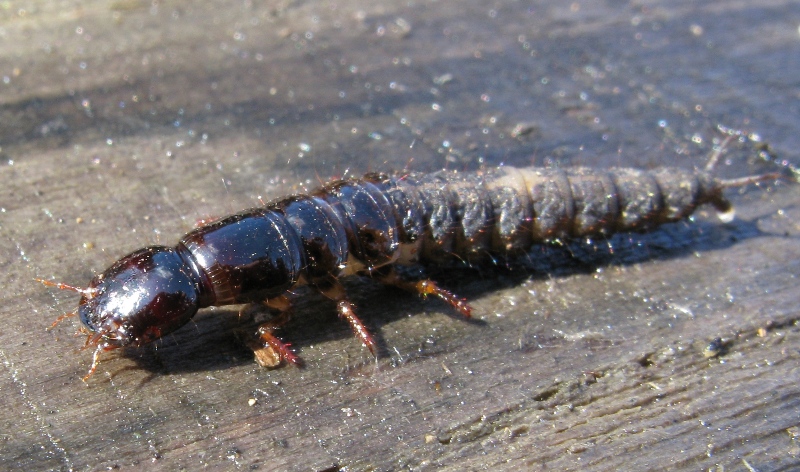 Larva di stafilino: Ocypus olens