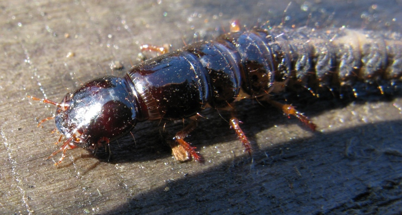 Larva di stafilino: Ocypus olens