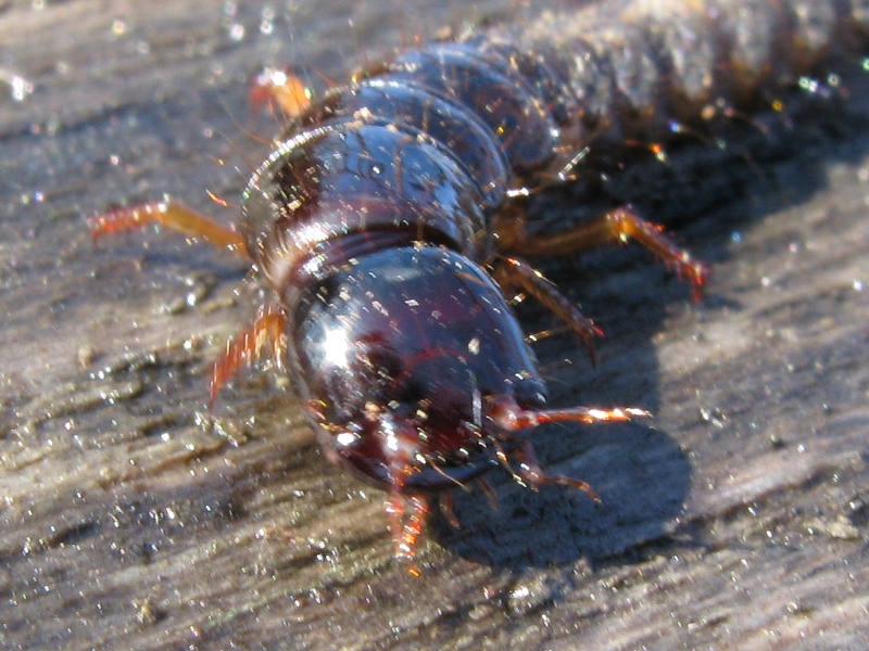 Larva di stafilino: Ocypus olens