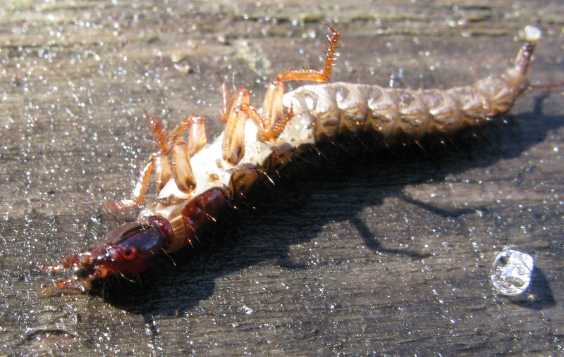 Larva di stafilino: Ocypus olens