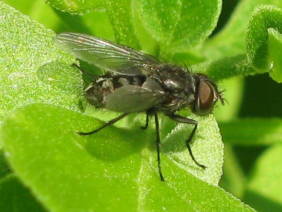 Pollenia sp (Calliphoridae).