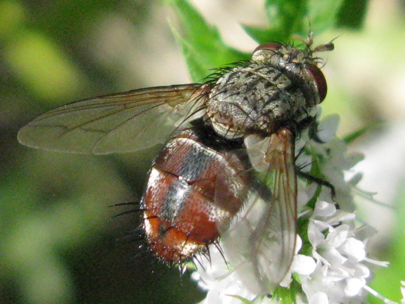 Tachinidae