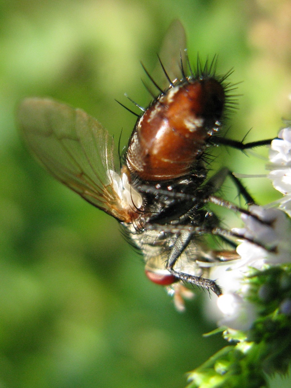 Tachinidae