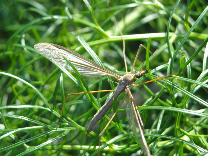 Tipulidae