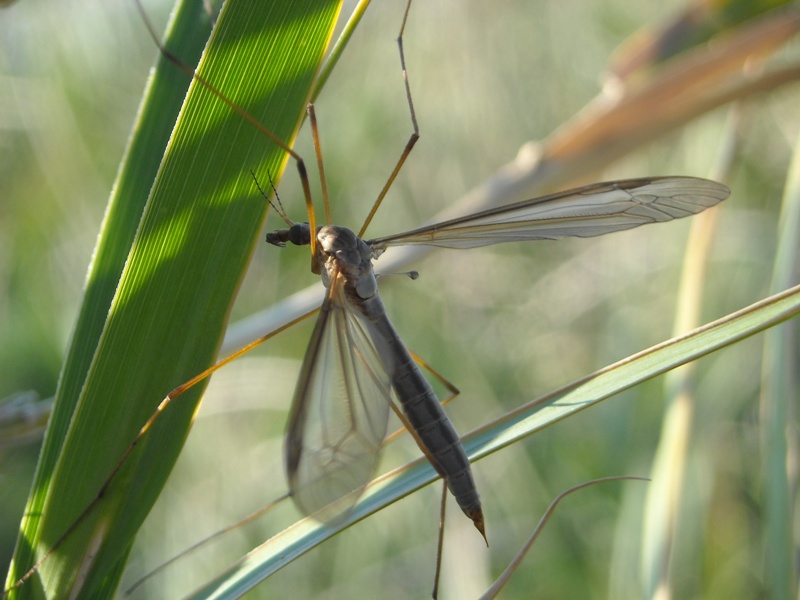Tipulidae