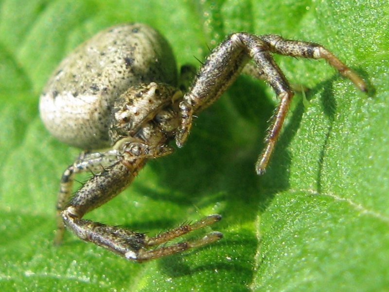 Xysticus sp.