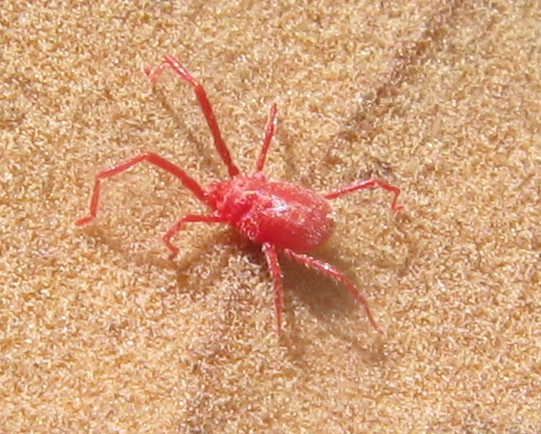 Acaro strepitoso: Erythraeidae