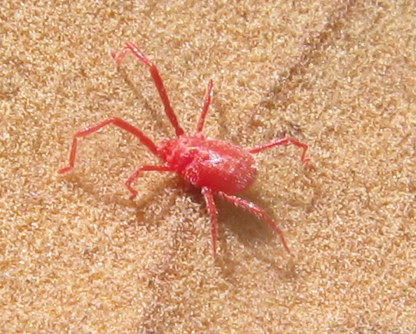 Acaro strepitoso: Erythraeidae