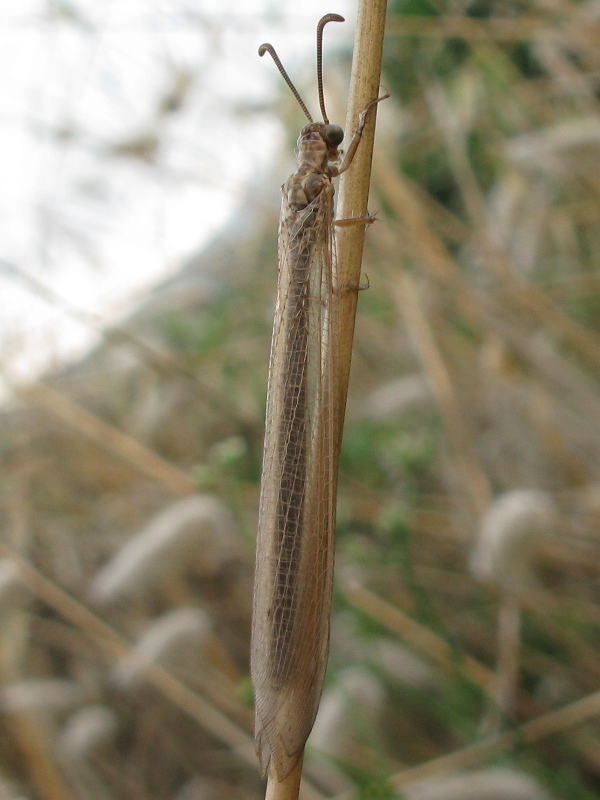 ufo2: Creoleon lugdunensis