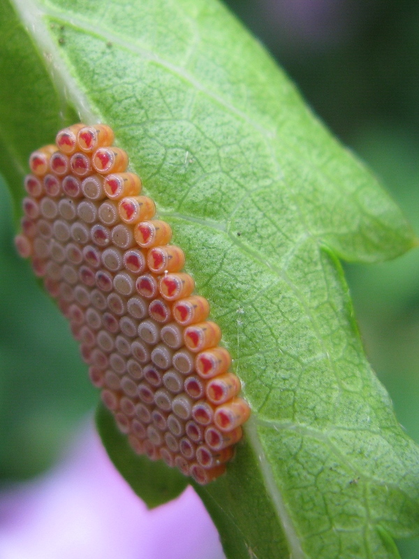 ovatura