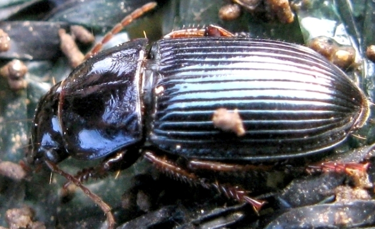 Carabide: Harpalus rubripes