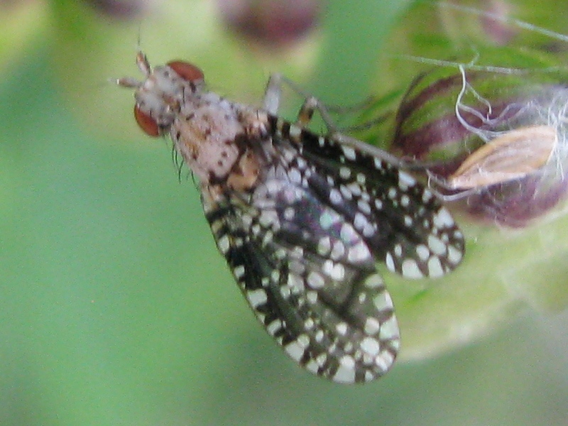 Euthycera cf. chaerophylli (Sciomyzidae)