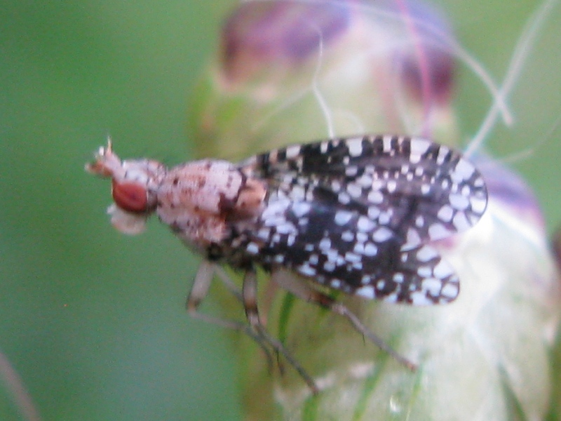 Euthycera cf. chaerophylli (Sciomyzidae)
