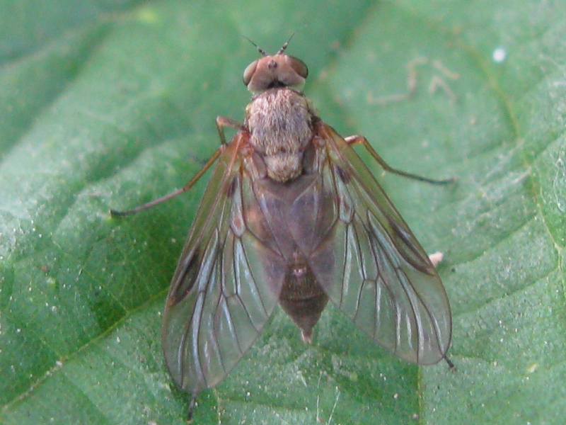 Chrysopilus sp. F (Rhagionidae)
