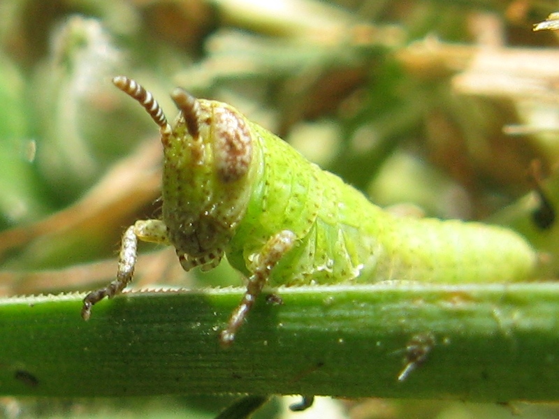 Giovane Pezotettix giornae