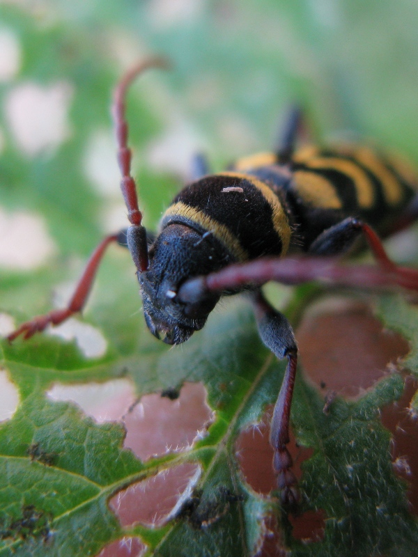 Plagionotus arcuatus?    No, Plagionotus scalaris