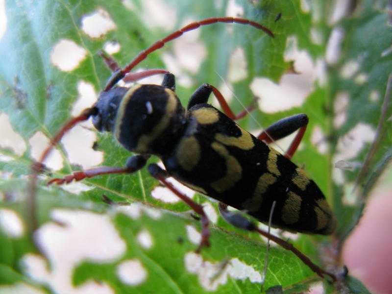 Plagionotus arcuatus?    No, Plagionotus scalaris