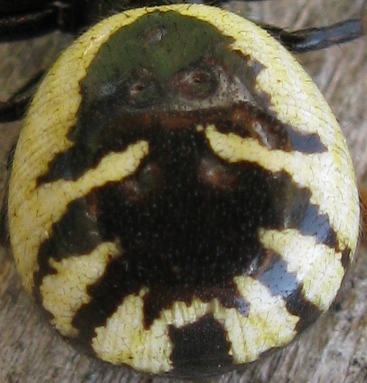 Synaema globosum