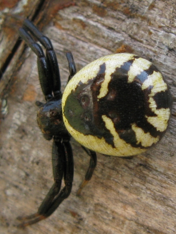 Synaema globosum