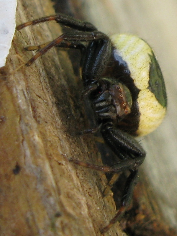 Synaema globosum