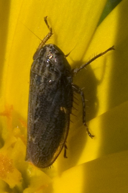 Euscelis sp.