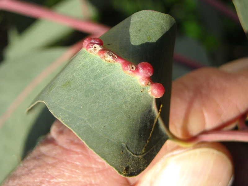 galle su eucalyptus