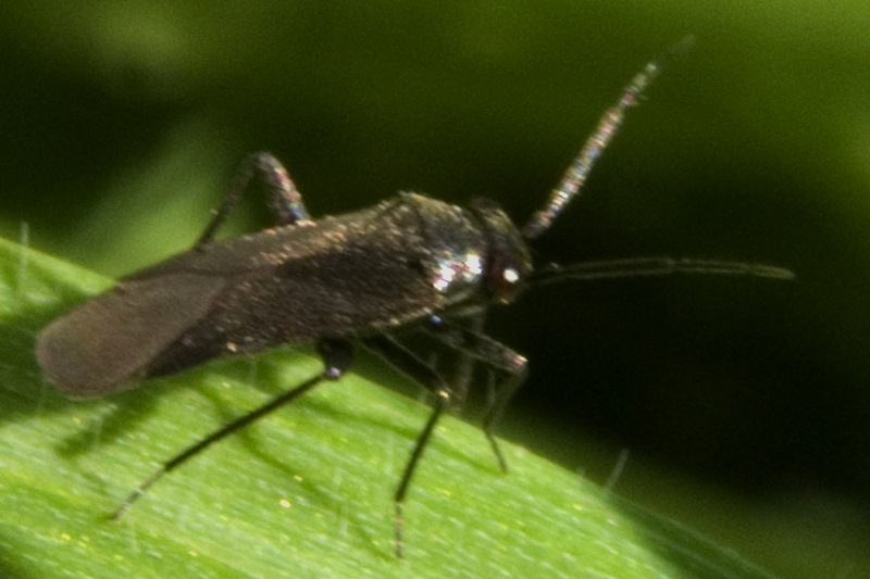 Miridae: Pachytomella passerinii, maschio di Ercolano