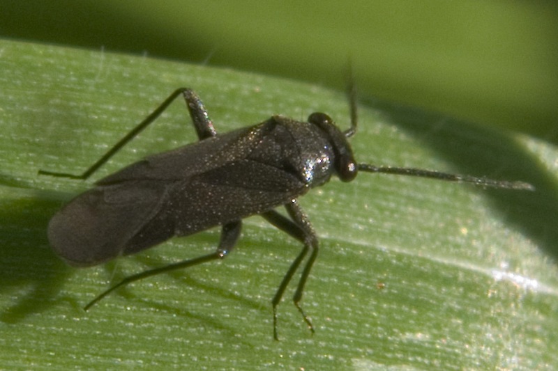 Miridae: Pachytomella passerinii, maschio di Ercolano