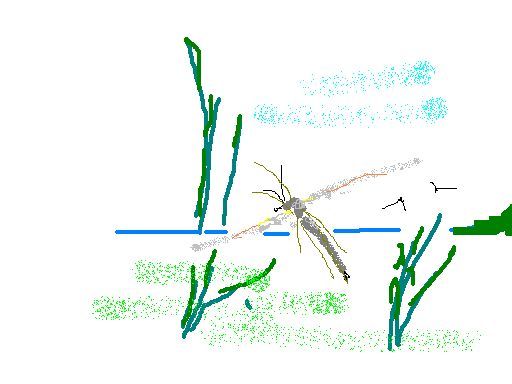 Tipulidae