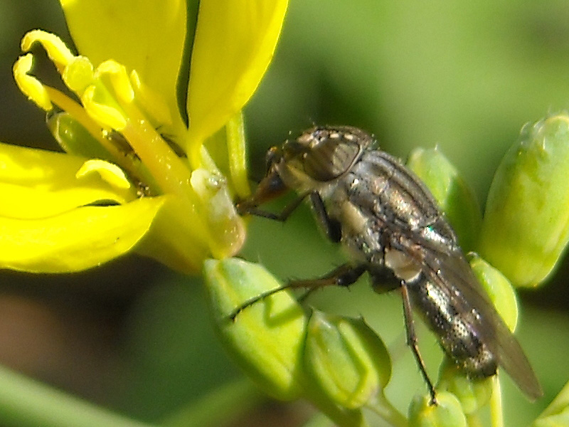 Stomorhina lunata M  (Calliphoridae)